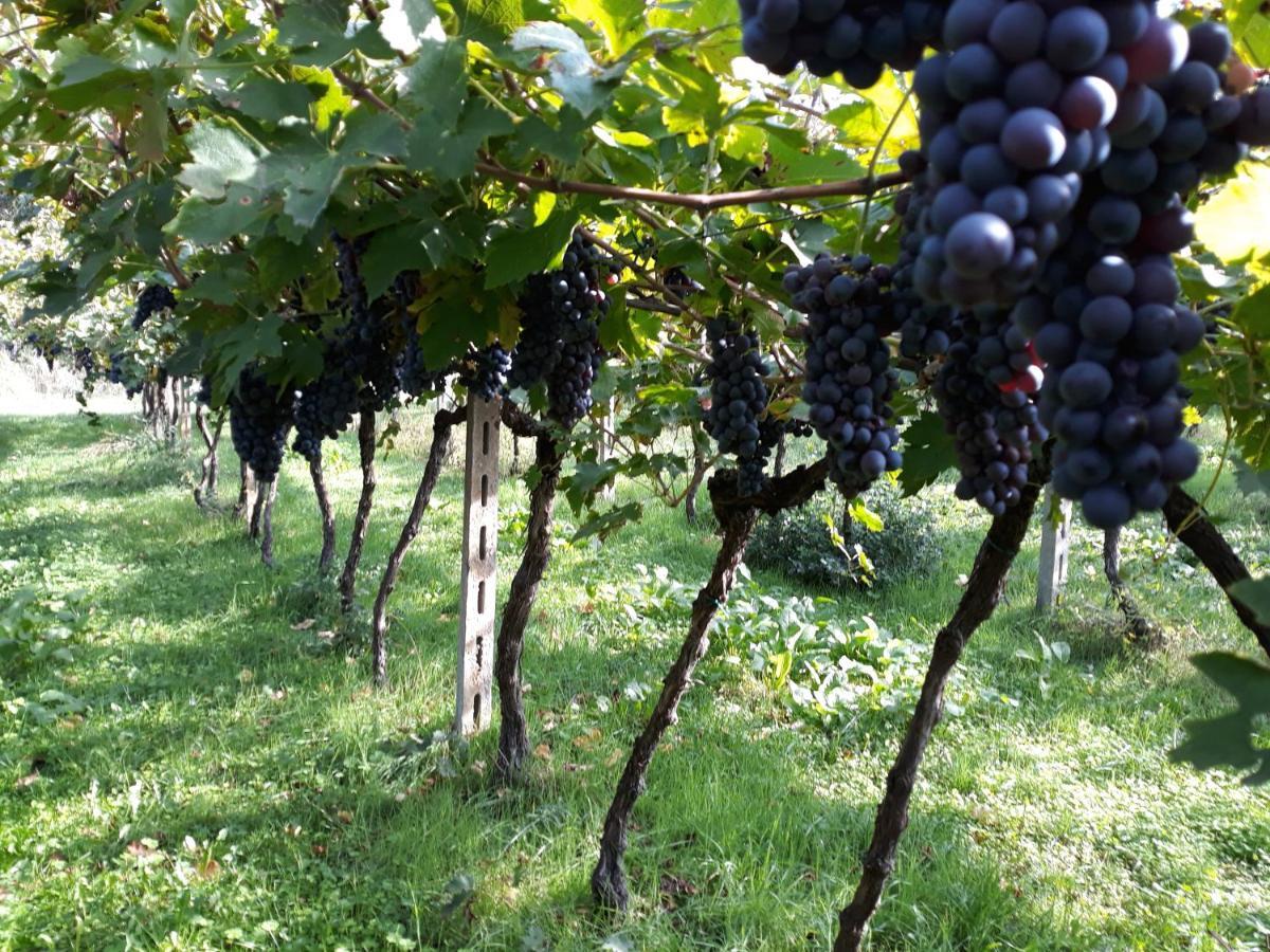 Agriturismo Villa Stella Rivoli Veronese Eksteriør bilde